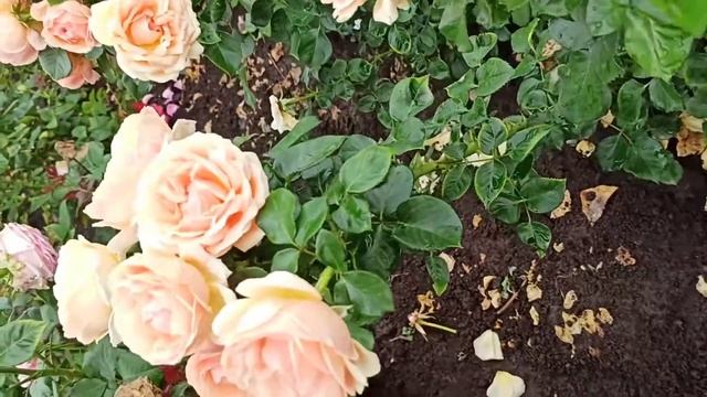 Амбер Квин, Amber Queen @rose_bushes161