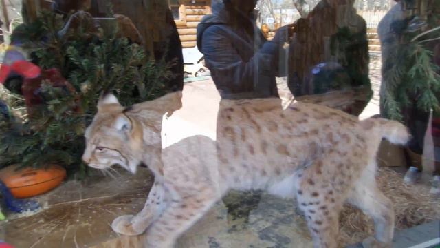 Рысь за стеклом (Ленинградский зоопарк) смотреть онлайн