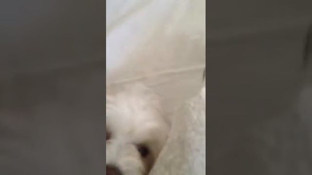 Lilee 5 Weeks Pregnant смотреть онлайн