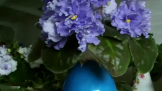 EK-Морской Волк EK-Der Seewolf фиалка-Usambaraveilchen смотреть онлайн