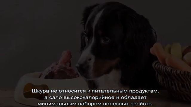 Почему собакам нельзя свинину: можно кормить или нет смотреть онлайн