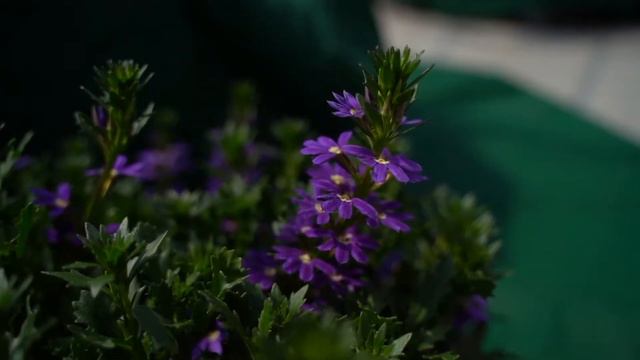 DANZIGER Tour Video Part 2: Golf™, Nesia™, Lollies™,Timeless™ Bidens