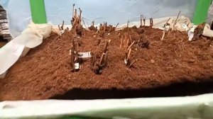 Кильчеватор для проращивания черенков винограда