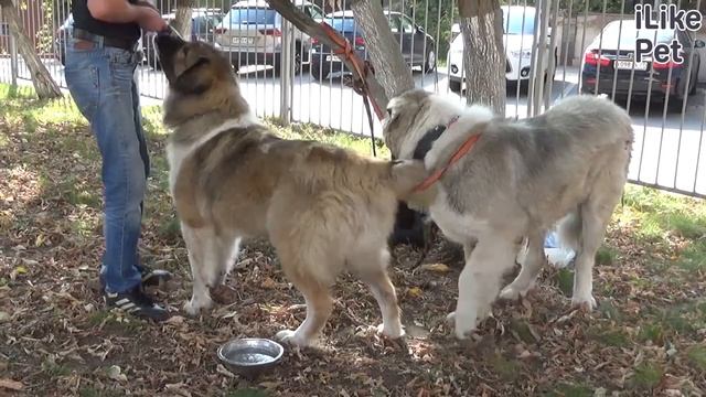 Какие породы собак редко болеют? смотреть онлайн