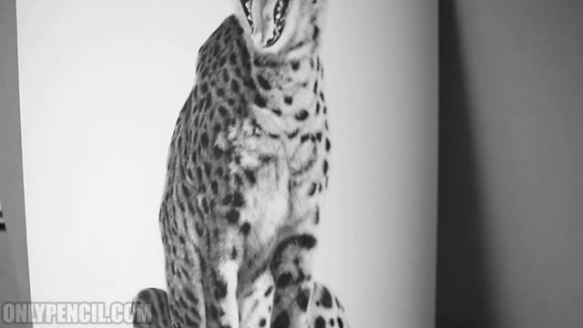 [Acinonyx Jubatus] Limited Edition Prints смотреть онлайн
