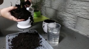 МОЖНО ЛИ ДЕРЖАТЬ ЭТУ КРАСАВИЦУ ДОМА? ПАЛЬМА ХАМЕДОРЕЯ: ПРИМЕТЫ И СУЕВЕРИЯ.