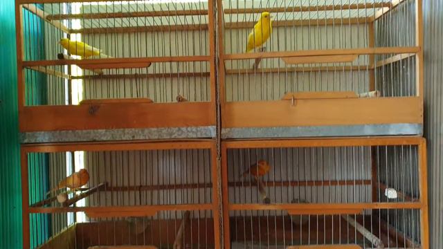 Канарейки 1 июня 2020 г. смотреть онлайн