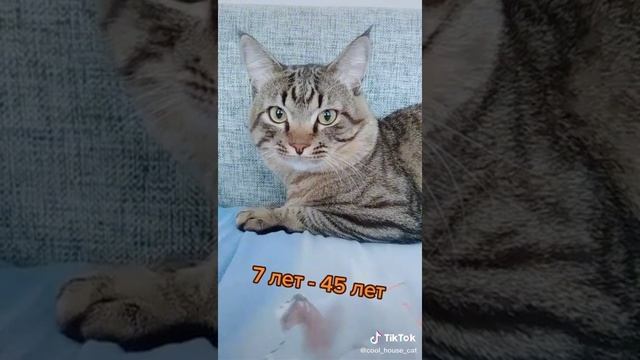 сравнение возраста между человеком и котом смотреть онлайн