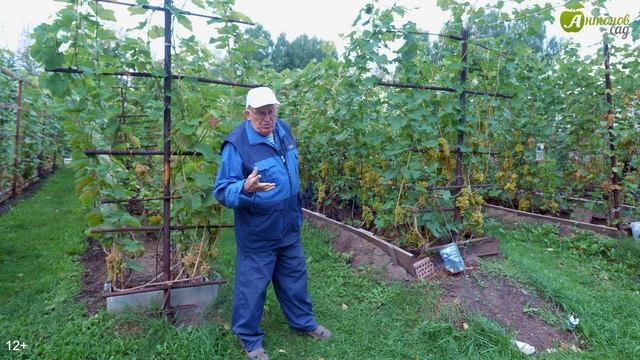 Инструкция как начать посадку винограда от Анатолия Сидоровича. Выращивание винограда для начинающи смотреть онлайн
