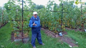 Инструкция как начать посадку винограда от Анатолия Сидоровича. Выращивание винограда для начинающи