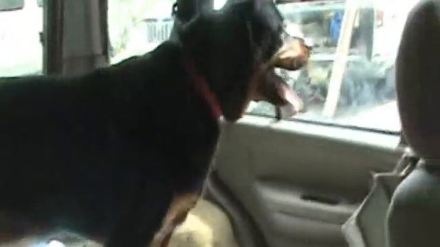 ROTTIE ~ On her way to vet to have surgery to fix injured leg from an abuser! смотреть онлайн