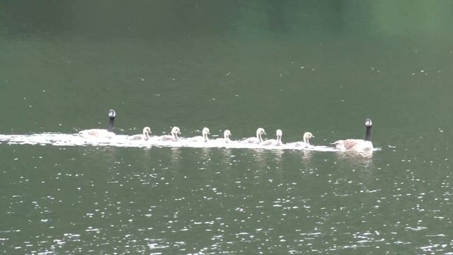 Parents and Chicks. Родители и птенцы (2466sp) смотреть онлайн