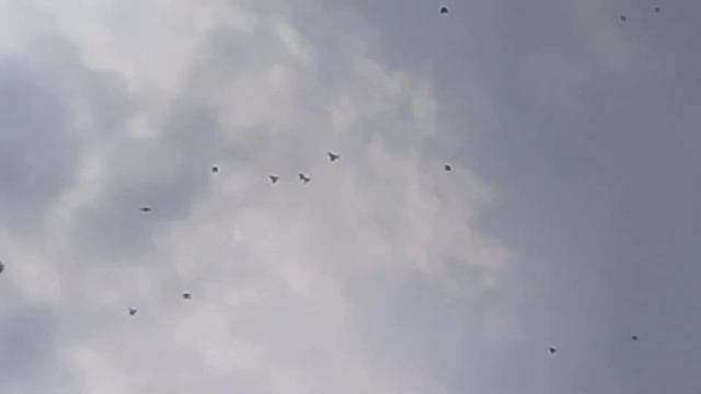 Николаевские голуби в городе Воронеж. смотреть онлайн