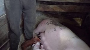 Ставим необходимые уколы поросятам и супоросным свиноматкам!!!