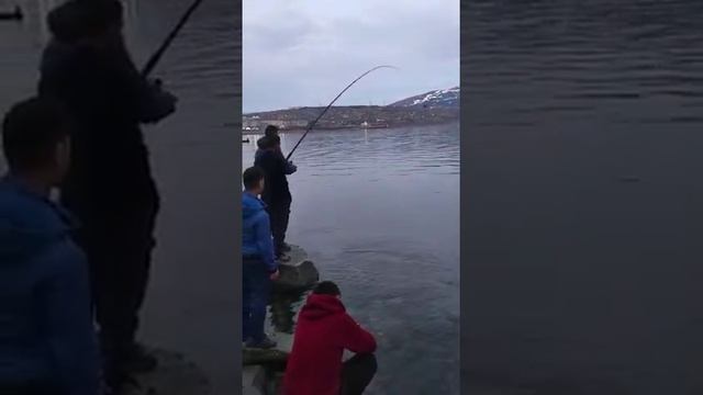 рыбалка. Магадан охотское море. 2022 смотреть онлайн