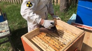 Отбор медовых рамок в 16-рамочном улье лежаке дадане с магазином.