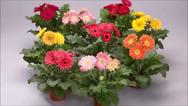 Гербера комнатная