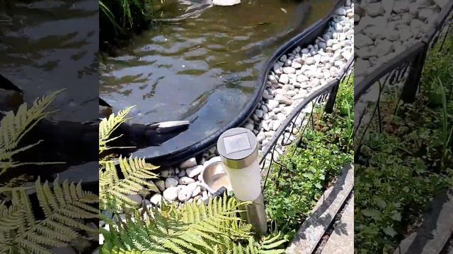 Индо утки свободно гуляют по даче. смотреть онлайн