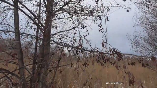 Шишки ольхи. Польза и применение. смотреть онлайн