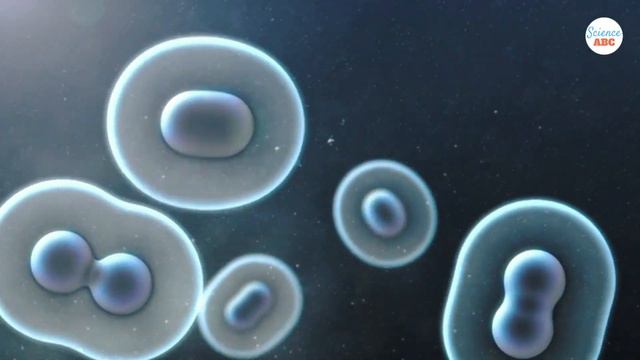 Methusaleh: The Oldest Tree In The World | What's The Mystery Of Trees' Immortality?