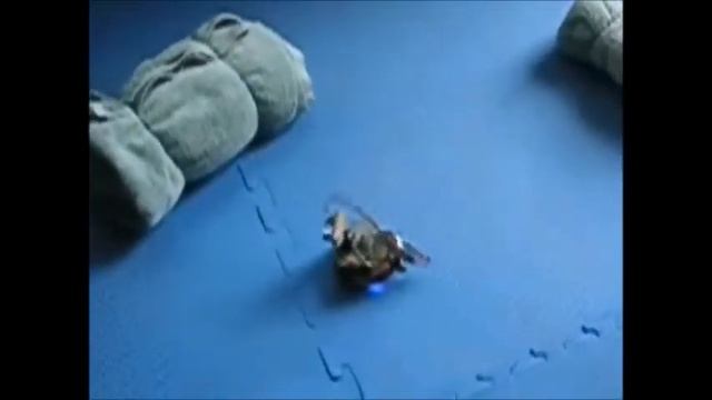 Behaviour-based Robotics - 3PI/Wixel Robot controlled by Java смотреть онлайн