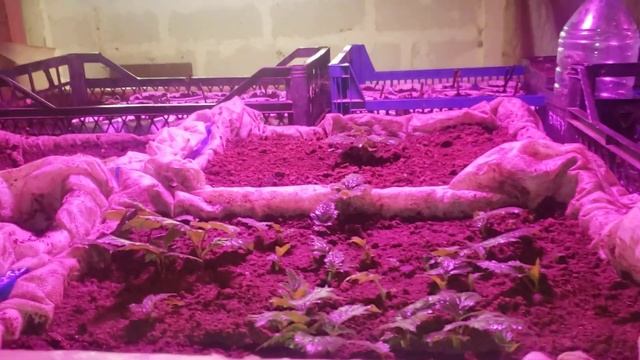 Выкопал малину и ежевику на проращивание. Получил пакеты для рассады. смотреть онлайн