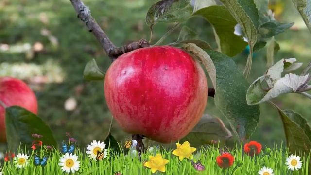 Яблоня обыкновенная Веньяминовское ? Обзор: посадка и уход. крупномеры: описание и особенности смотреть онлайн