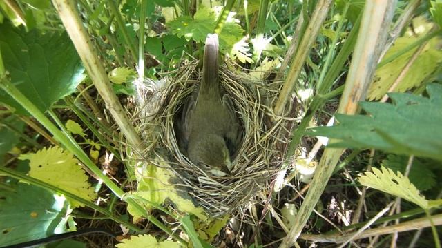 Кукушкино яйцо в гнезде №180606 6 GP6+4 4k50fps 180609 37500 сходит с песней