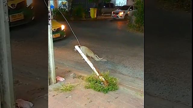 Собака и водитель смотреть онлайн