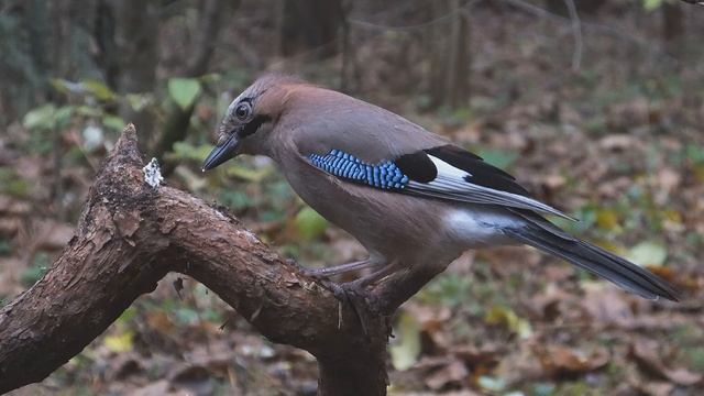 Сойка и 3 метра смотреть онлайн