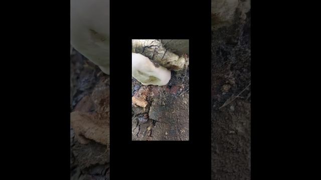 #short Encontré un precioso hongo en un tronco ❤️❤️❤️ смотреть онлайн