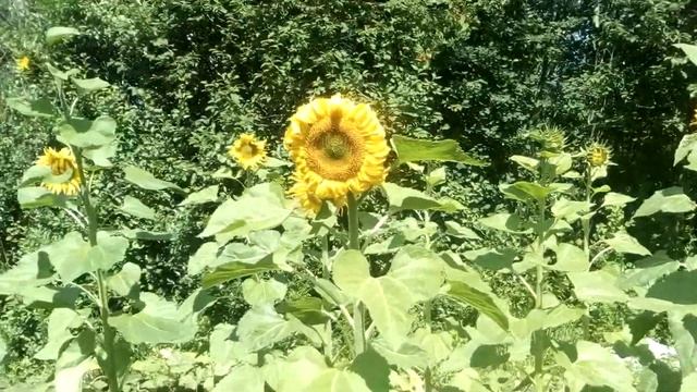 Уже восемь подсолнухов сорта Лакомка цветут. 22.07. смотреть онлайн