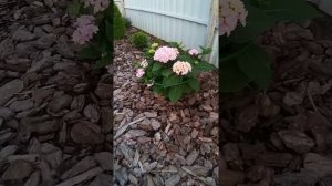 садовые композиции в тени (клумба вдоль забора)