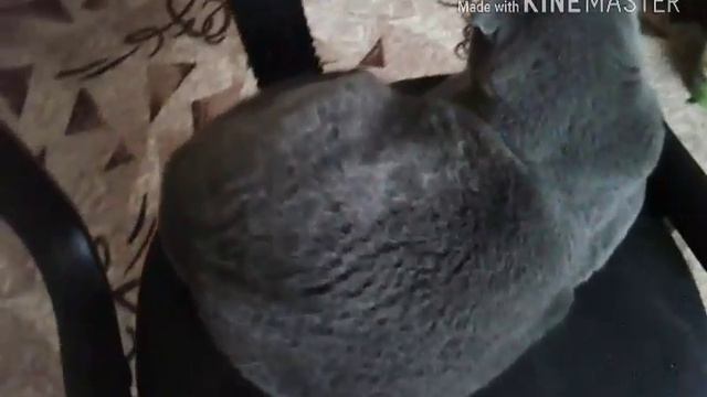 Мася спит на стуле смотреть онлайн