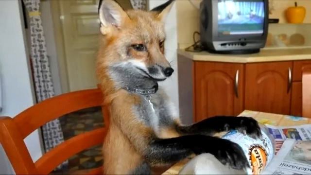 Парень купил эту кроху на меховой ферме, чтобы спасти от гибели! смотреть онлайн