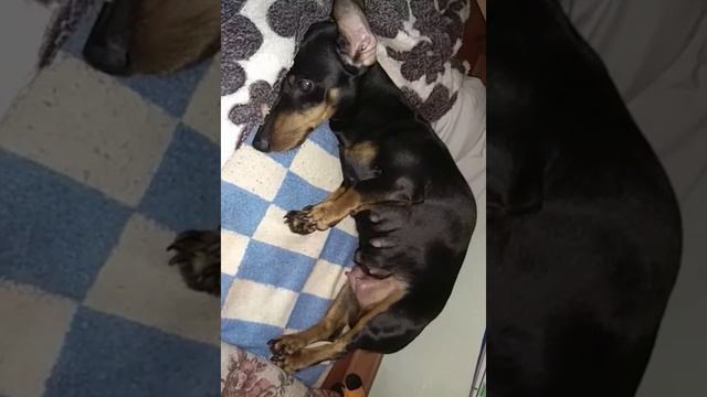 Схватки таксы джессики смотреть онлайн