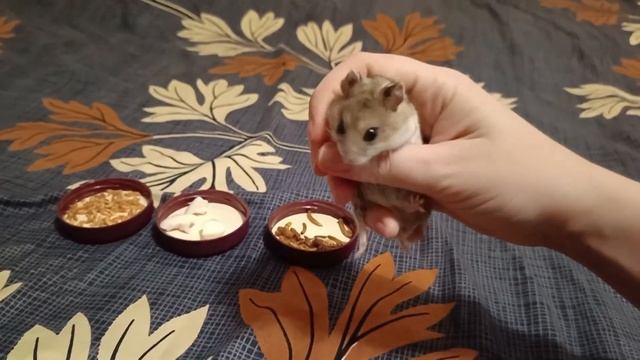 ЧТО ИЗ ВКУСНЯШЕК ВЫБЕРЕТ КИТАЙСКИЙ ХОМЯК? смотреть онлайн