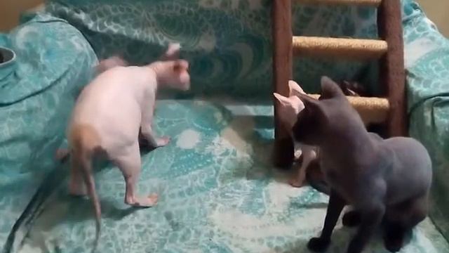 Котята донского сфинкса смотреть онлайн