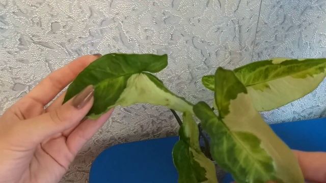 Комнатные растения?Часть 2?Обзор-отчет по итогу июля?13 сортов моих прекрасных сингониумов? смотреть онлайн