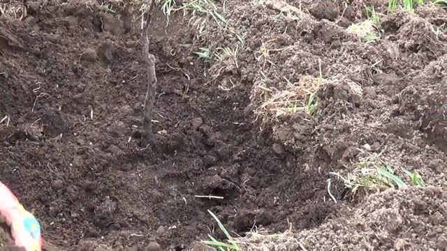Посадка колоновидных яблоней смотреть онлайн
