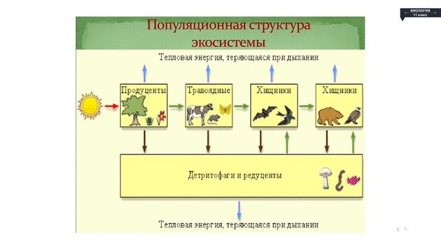 Биология - 11 класс - Экосистема. Пирамида пищевой цепи смотреть онлайн