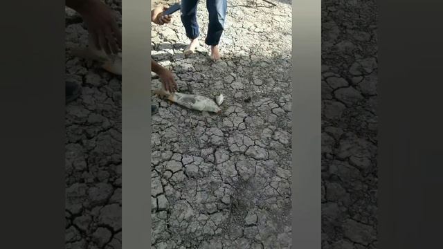 #ХОРЕЗМ РЫБАКИ#КАЗАКИСТОН АТРОВ КИЗИКАРЛИ ВИДЕО ОХИРИГАЧА КУРИНГ. смотреть онлайн