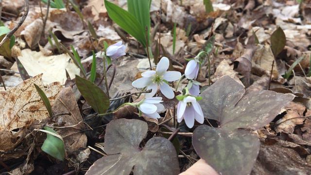 Hepatica смотреть онлайн