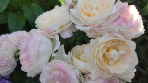 Обильноцветущая  флорибунда Андре Брише (Имка Марина)??