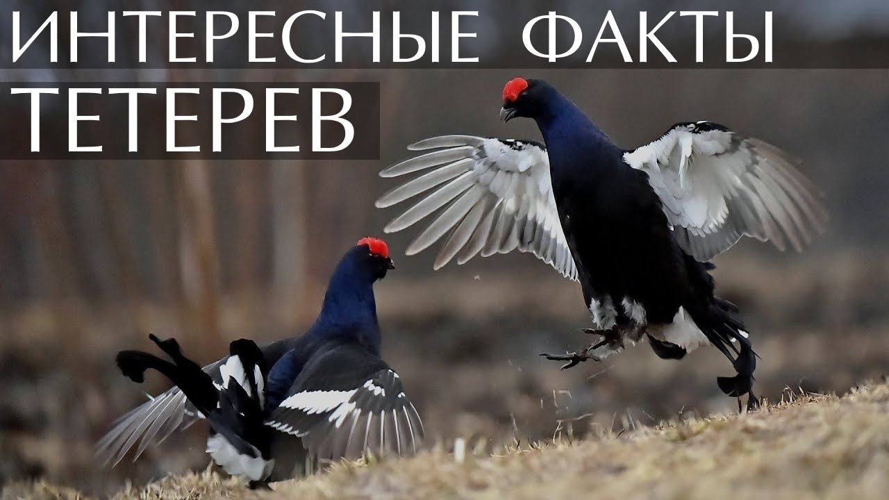 Тетерев. Интересные факты смотреть онлайн