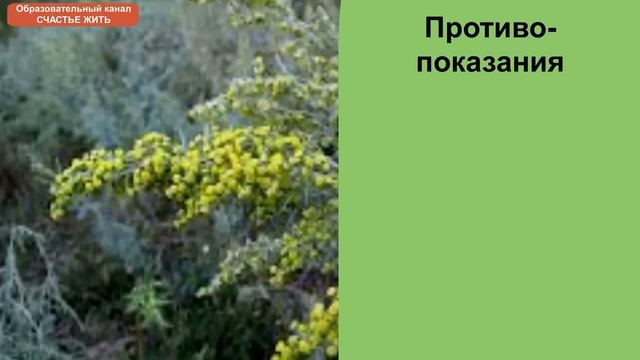 ПОЛЫНЬ ГОРЬКАЯ. ТРАВА ОТ ПАРАЗИТОВ. смотреть онлайн
