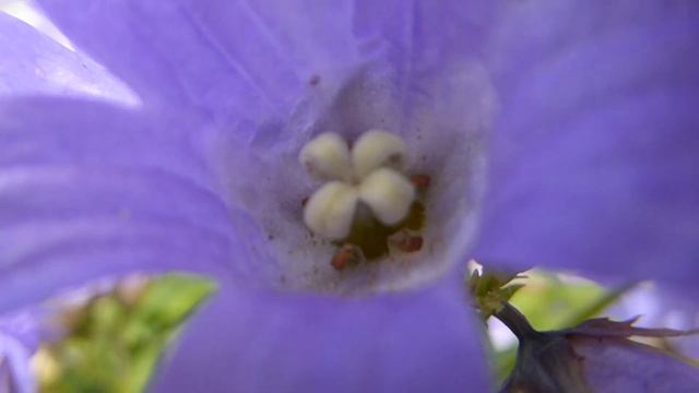 Blue Bellflower - Campanula lactiflora - Garða bláklukka - Mjólkurklukka - Hávaxin planta смотреть онлайн