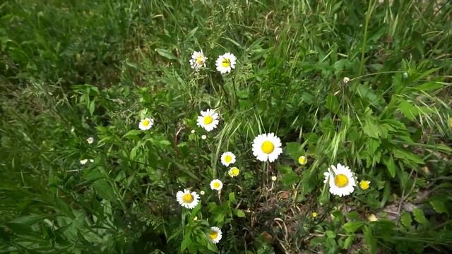 Ivancica| Oxeye daisy| Leucanthemum| HD смотреть онлайн