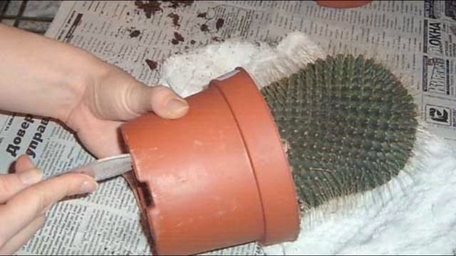 Как правильно пересадить кактус смотреть онлайн