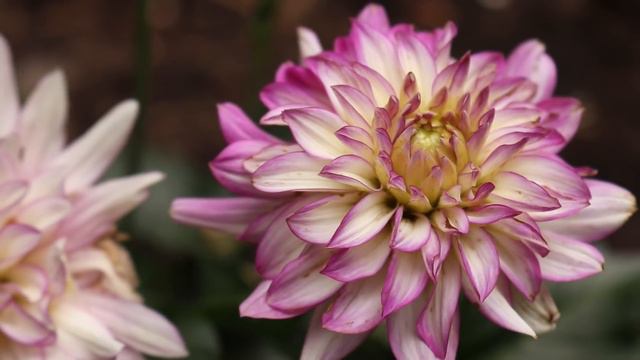 Summer Garden Tour | Cut Flower Garden Tour 2018